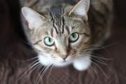 Biocidio: Sentencian a hombre que mató al gato de su vecina