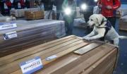 Fiscalía activa investigación en cinco departamentos por casos de madera con droga detectados en Chile y Viru Viru
