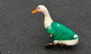 Merlín, el ‘pato mundialista’ de México que se roba el cariño de los hinchas
