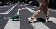 Inesperado: la FIFA se contacta con la familia del pato Merlín, las mascota que se viralizó en el Mundial