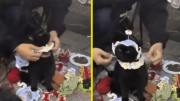 Mujer se vuelve viral al tejer gorritos para gatos y usar al suyo como modelo