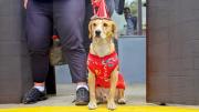 Inauguran primera Clínica Veterinaria Municipal de Bolivia con atención gratuita y a costo social