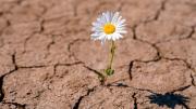 Resiliencia adaptativa: la habilidad clave para enfrentar la crisis