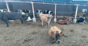 “Cochabamba ha dejado de ser productiva”: lecheros sufren por la falta de alimentos para sus animales