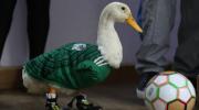 Merlín, el “pato mundialista” de una familia mexicana