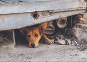 Hallazgo de restos de perros y burros activa controles de embutidos en dos ciudades
