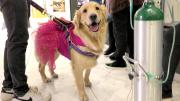 Zoonosis recomienda proteger a las mascotas durante la noche de San Juan