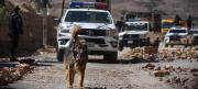 Rex, el perro callejero que acompañó a policías en los desbloqueos, fue adoptado por la Policía