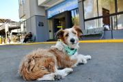 La primera clínica pública para mascotas del país se inaugura en Cochabamba