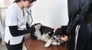 Primera clínica pública para animales en Bolivia ofrece atención gratuita a mascotas vulnerables