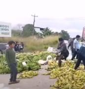 Bloqueos obligaron a desechar este lunes al menos 12 camiones de banano en el Trópico de Cochabamba