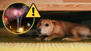Apaga el Ruido y Enciende la Empatía: ¿Cómo proteger a tus mascotas de la pirotecnia en San Juan?