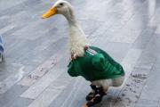 Un hombre intenta robar la marca registrada del pato mexicano que causó sensación en el Mundial y el gobierno promete ayudar a la familia