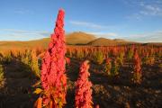La quinua real boliviana demuestra cualidades nutricionales únicas frente a variedades de 8 países