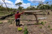 Más de 9 mil hectáreas de tala ilegal: la maquinaria del desmonte que une permisos estatales y tráfico de tierras en territorio indígena de Bolivia