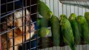 32 aves y un mono rescatados son atendidos en el centro de fauna silvestres