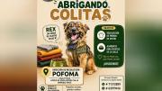 “Abrigando colitas”: Pofoma recolecta abrigo y alimentos para perros que viven en la calle
