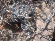 Hallan un cráneo humano pintado de negro y rodeado de velas en Cochabamba