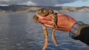 Dictan tres años de cárcel para tres personas que ofrecían ranas del Titicaca como comida