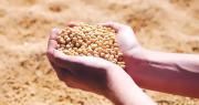“Sin diésel, el grano se queda en el campo”: Anapo alerta que aún resta 30% de soya por sembrar en el norte cruceño
