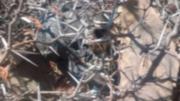 Investigan el hallazgo de un cráneo humano en K'ara K'ara