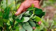 La ONU adelanta el informe de cultivos de coca con alerta por el incremento