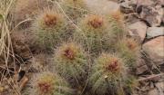 Reaparece en el Parque Kaa-Iya un cactus único de Bolivia