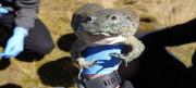 Tres años de cárcel para comercializadores de ranas silvestres del lago Titicaca, las ofrecían en platos gourmet