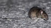 Confirman tercer caso de hantavirus en Yacuiba