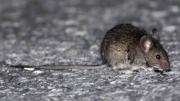 Confirman tercer caso de hantavirus en Yacuiba