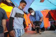 Los refugios de animales, desbordados tras el doble terremoto en Venezuela