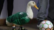 El pato Merlín, la moda del Mundial que preocupa a los animalistas en México