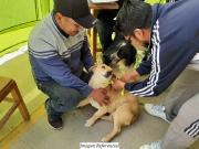 Este sábado vacunarán a los cachorros menores de un año