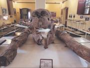 Impulsan norma para incluir a Bolivia en circuito mundial de paleontología