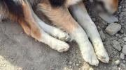 Hallan a un perrito sin vida en Uyuni; reportan que murió congelado