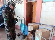 Can antidroga detecta marihuana en encomiendas depositadas en terminal de buses