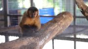 Rescatan a César, el monito encadenado y advierten tolerancia cero al mascotismo de animales silvestres