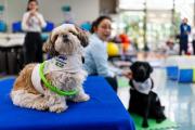 Los perros doctores que ayudan a controlar el dolor crónico en pionera terapia en Chile