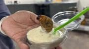 La UMSA desarrolla un helado elaborado con larvas de tuyu tuyu