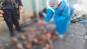 Sí son de perro: Confirman resultados de los restos hallados en El Alto