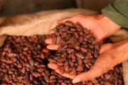 El cacao consolida uno de los mejores ciclos exportadores de la última década