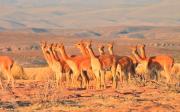 Comunarios de Viluyo que atraparon a dos cazadores furtivos de vicuñas temen represalias por amenazas