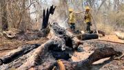 Riesgo de incendios forestales crece en Santa Cruz; este jueves hay 700 focos de calor activos
