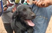 Recuperan a Bruno: denuncia a su vecino por robar a su mascota y venderlo en Bs 50