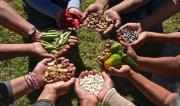 ANAPO advierte que la falta de diésel pone en riesgo la cosecha de invierno y la seguridad alimentaria; exige cumplir acuerdos con YPFB