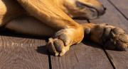 Confirman que restos hallados en El Alto eran de perros e investigan biocidio