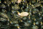¿Tortuga albina?: Sí, nació en plena Amazonía boliviana