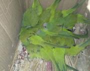 Potosí: rescatan a 12 loros que pretendían ser comercializados en Llallagua