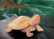 Una pequeña peta de río albina nace en Manuripi y vuelve a maravillar a la amazonia boliviana