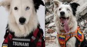 Los héroes de cuatro patas que apoyan el rescate: Tsunami, uno de los protagonistas que más captó la atención